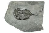 Dalmanites Trilobite Fossil - New York #241940-1